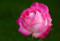 rose parfumée